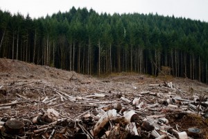 Clearcutting-Oregon