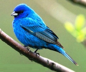 blue-canary-ydzt7uoi-e1393941159817